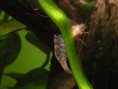 /album/i-miei-pesci/caridina-1-jpg/